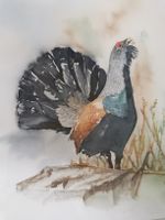 Aquarellillustration Auerhahn aus 2011 gerahmt