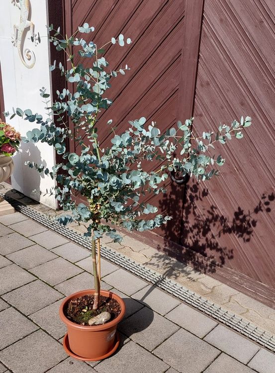 52+ Eukalyptus Pflanzen Kaufen, Jetzt eucalyptus in großer auswahl