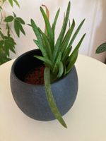 Aloe Vera Pflanze im schwarzen Topf guter Zustand