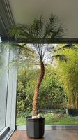 Zwerg-Dattelpalme (Phoenix roebelenii)