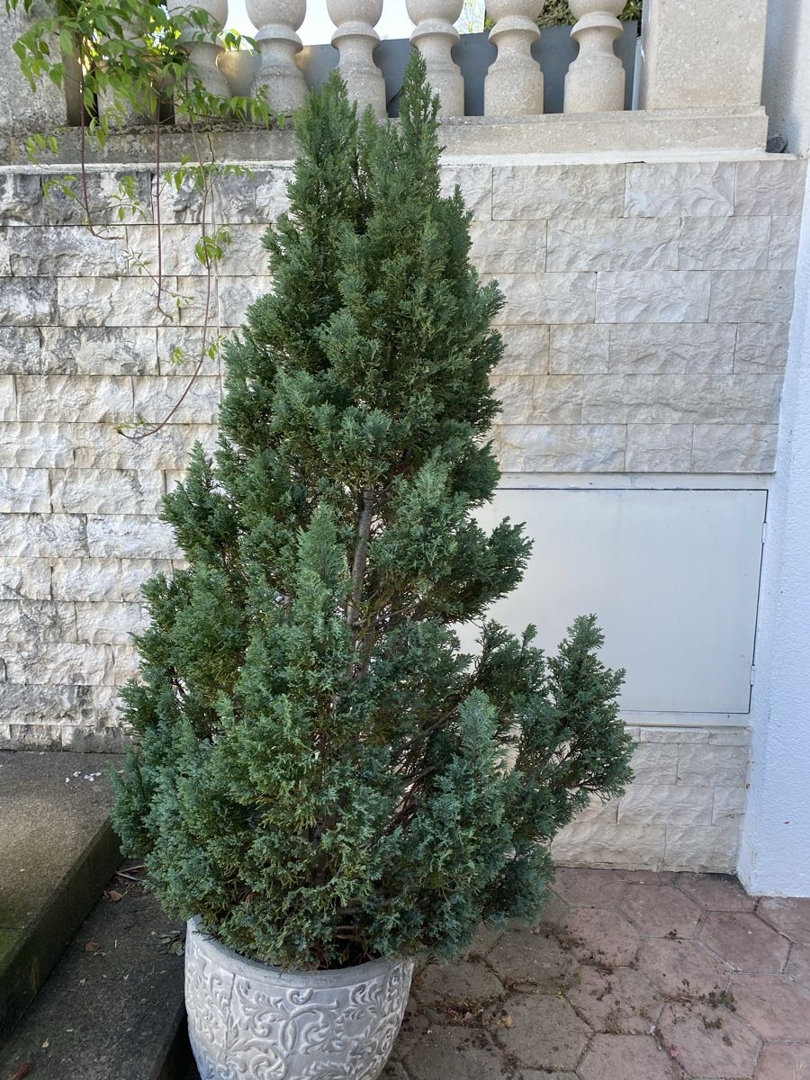 Pflanzen & Samen: Grosse Thuja – Gebraucht aus Galgenen von Testus 2