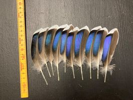 10 Stockenten Federn