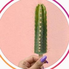 Profile image of houseplantclub
