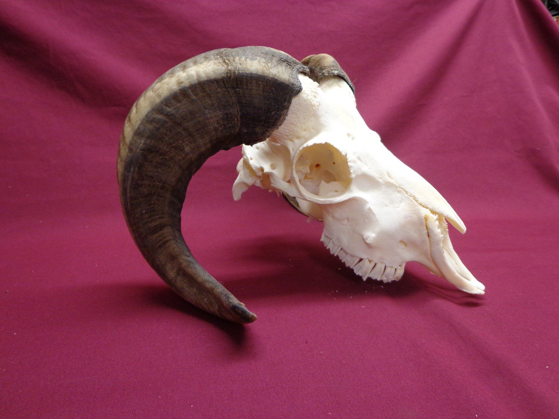 Il mondo degli animali: Widder, Geweihe, Trophäe, Horn, Dekoration, Jagd Abwurfst. – Usato da Andeer venduto da Baerenburger