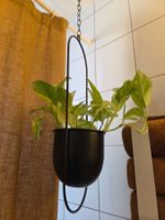 Blumenampel metall schwarz mit Pflanze!