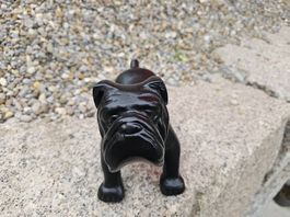Bulldogge schwarz