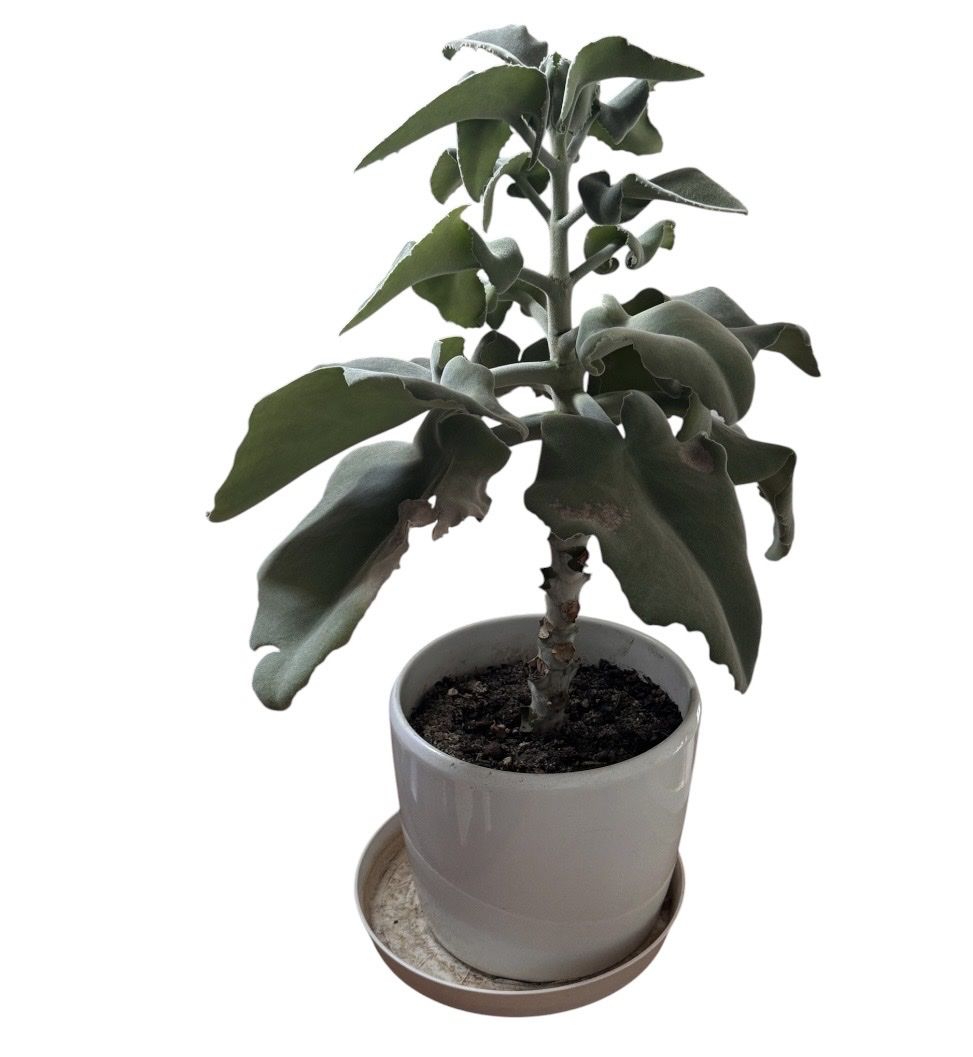 Pflanzen & Samen: grosse kalanchoe, calanchoe, 65cm – Gebraucht aus sargans von lnoa