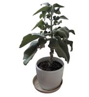grosse kalanchoe, calanchoe, 65cm
