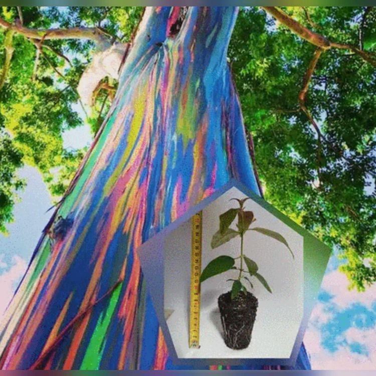 RAINBOW EUCALYPTUS 15cm / eucalyptus deglupta plant Kaufen auf Ricardo