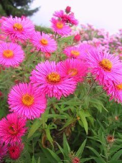 Piante & sementi: Samen Sommeraster Rosa 15Stk. – Usato da Schwaderloch venduto da bademeister79