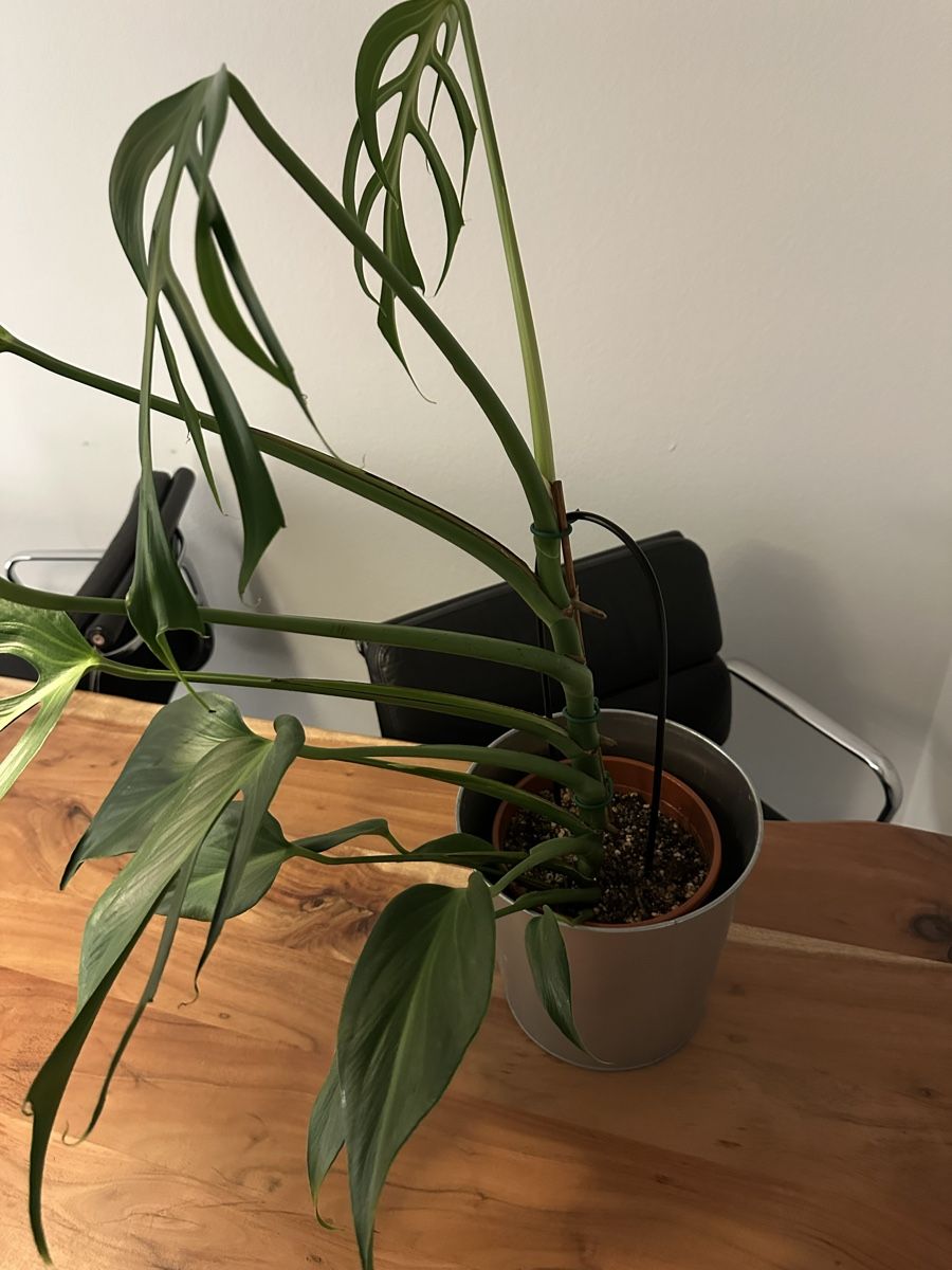 Piante & sementi: Monstera Burl Marx Flame – Usato da Bern venduto da geo_6hl8 3
