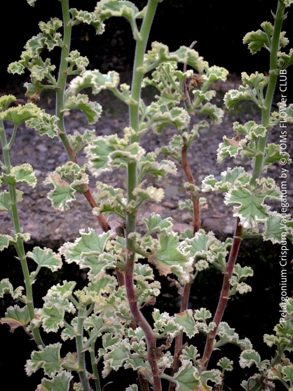 Piante & sementi: Pelargonium Crispum Variegatum - Duftgeranium – Nuovo e nell'imballaggio originale da Adliswil venduto da astom369 3