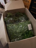 Grosses Paket künstliches Grünzeug für Deko, Neu!