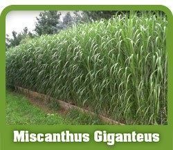 Piante & sementi: Miscanthus giganteus PLANT – Nuovo e nell'imballaggio originale da Bremblens venduto da FIBONACCI369 3