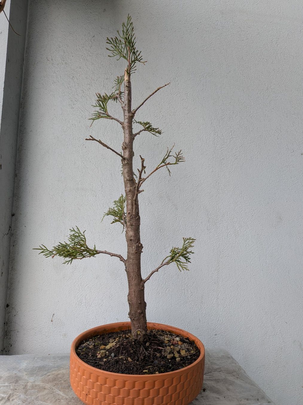 Piante & sementi: Thuja (Lebensbaum) Bonsai – Usato da Bern venduto da Hydrom 1