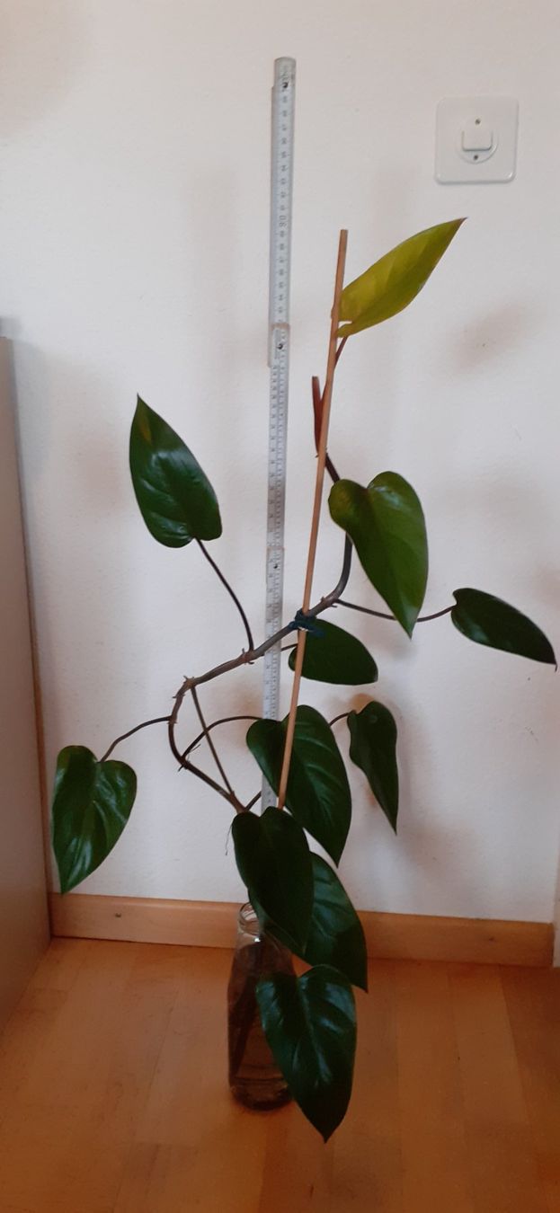 Plantes & graines: Junge Red Amerald Philodendron-Pflanze im Wasserglas – Neuf (Voir description) à Kilchberg ZH par hobbysale01