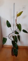 Junge Red Amerald Philodendron-Pflanze im Wasserglas