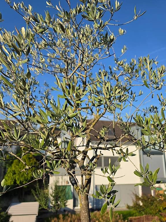 Plantes & graines: Grosser Olivenbaum im Topf – D'occasion à Knonau par La_Fabienne 2