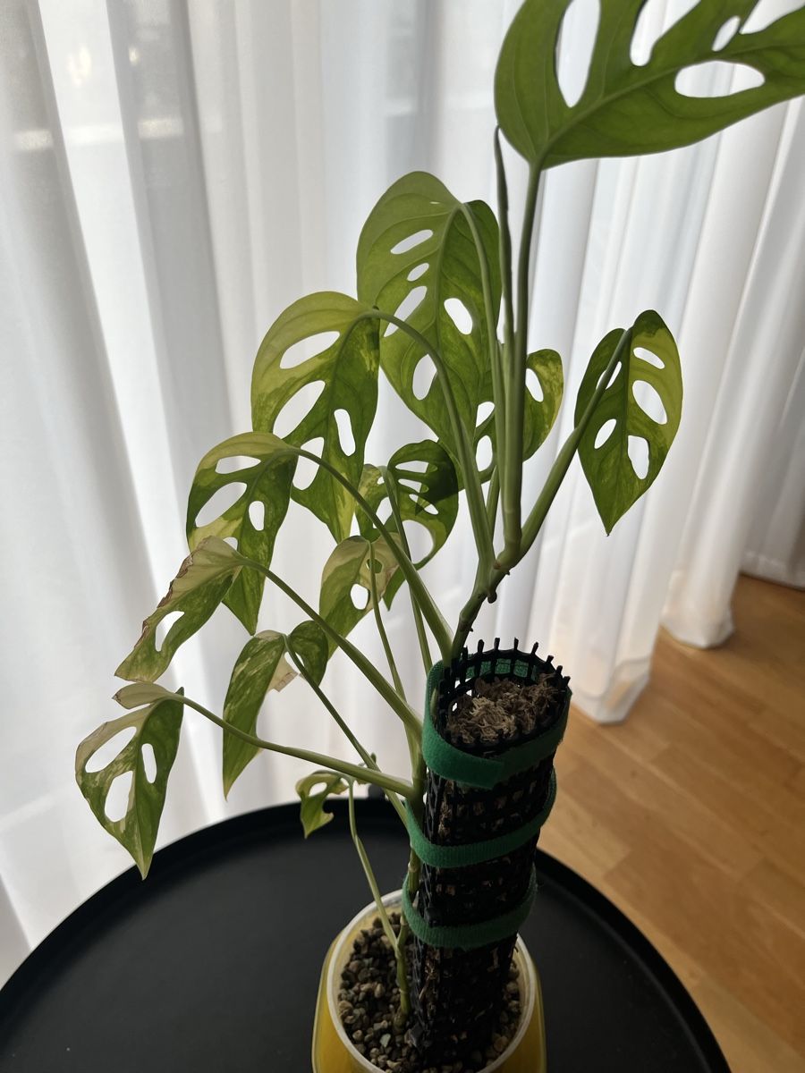 Piante & sementi: Monstera Adansonii Aurea – Usato da Uster venduto da ke114 2
