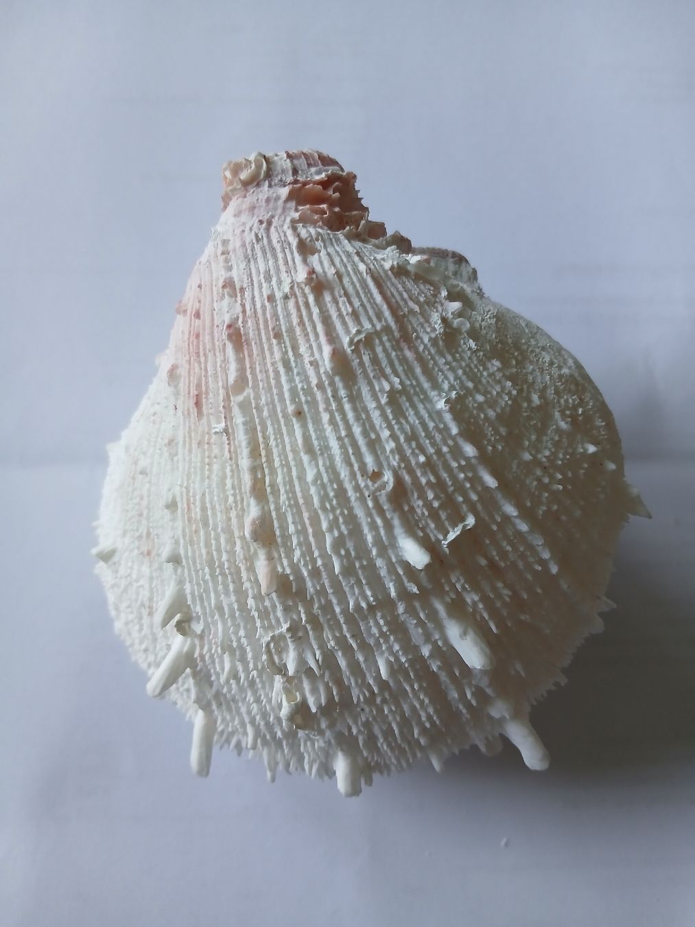 Tutte le decorazioni: Spondylus Muschel Brasilien – Usato da Zürich venduto da Mephisto87 1
