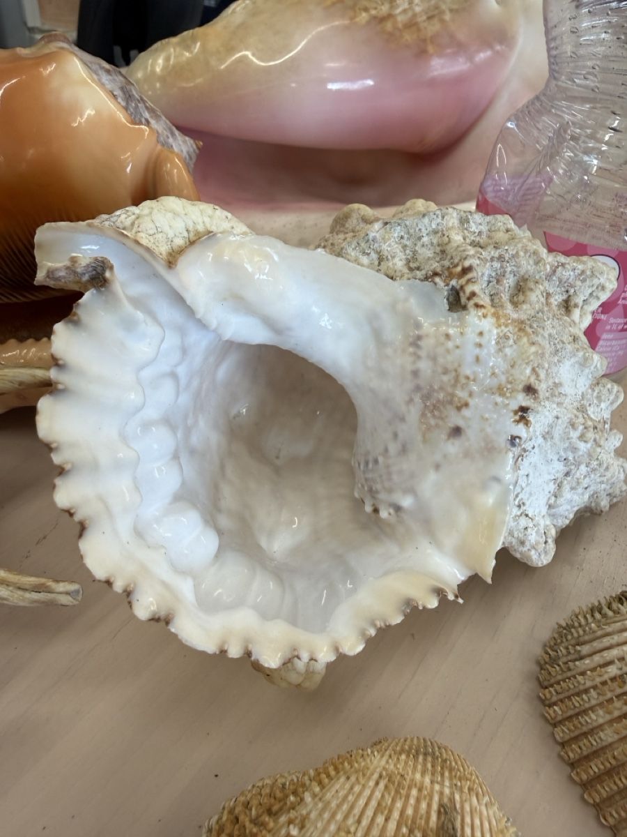 Tutte le decorazioni: Echte grosse Muscheln  – Usato da Zuzwil SG venduto da Pomy 8