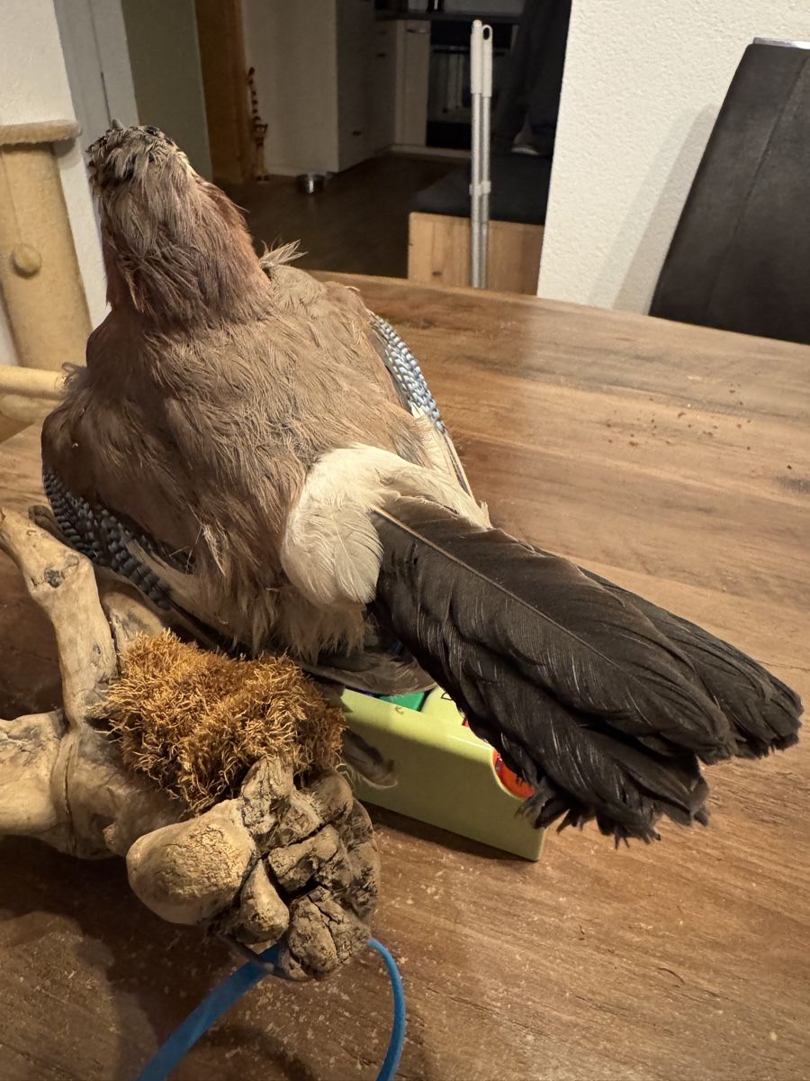 Il mondo degli animali: Eichelhäher Präparat – Nuovo (secondo la descrizione) da Grossaffoltern venduto da sherry73 8
