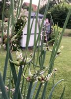 Etagenzwiebeln Bio