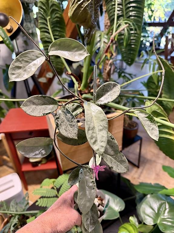 Piante & sementi: Hoya carnosa Argentea Princess  mutiert – Nuovo e nell'imballaggio originale da Schönholzerswilen venduto da Leavylounge