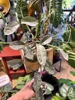 Hoya carnosa Argentea Princess  mutiert