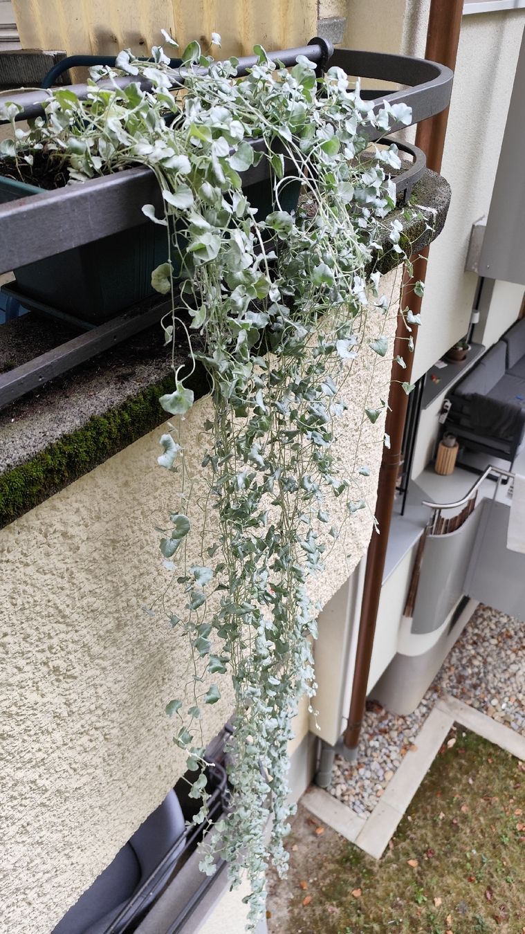 Pflanzen & Samen: Silberregen (Dichondra argentea) – Gebraucht aus Bern von Meeresalgen 3