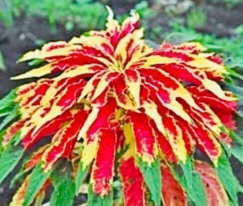 Piante & sementi: 30 Samen Amarant dreifarbiger  “PERFECT – Nuovo e nell'imballaggio originale da Rovio venduto da POSITIFFARTandPLANTS 5