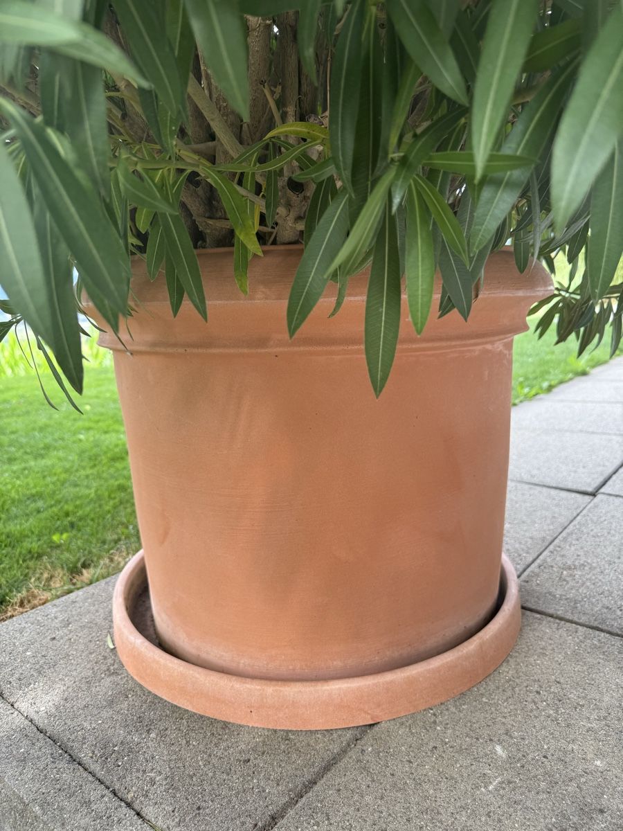 Plantes & graines: Kräftiger Oleander Fuchsia  – D'occasion à Zäziwil par kuez3532 1