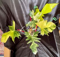 Philodendron Hybrid Variegata : «Florida Beauty x Mayoi "