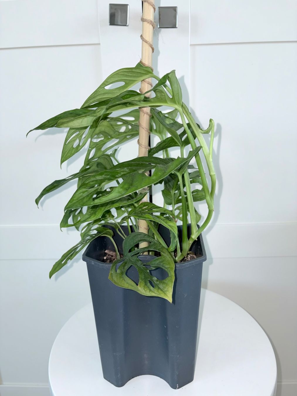 Piante & sementi: Monstera 'Monkey Leaf (Monstera adansonii) Plant 60 cm – Usato da Kilchberg ZH venduto da malibubeach 2