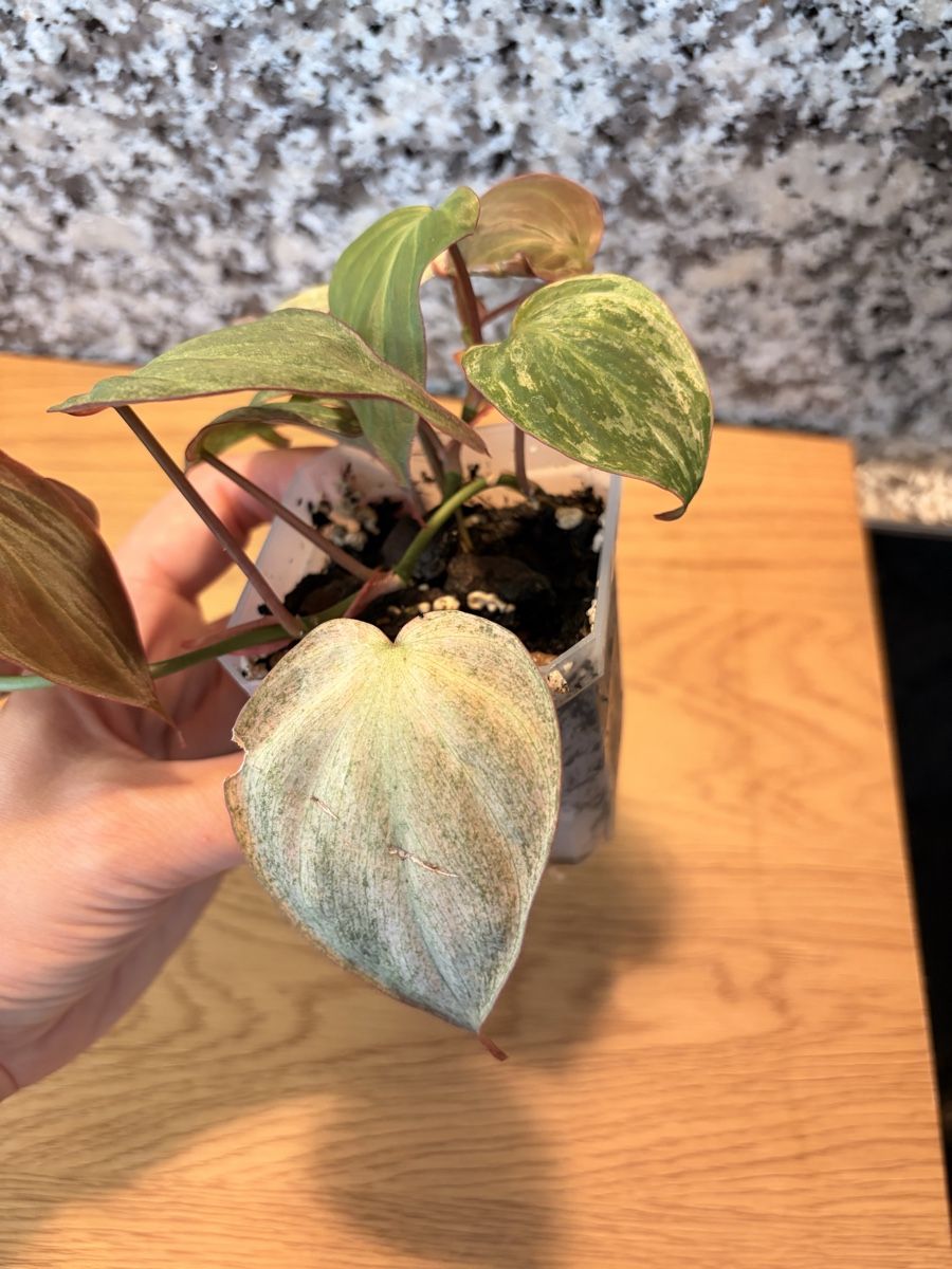 Piante & sementi: Philodendron Micans Pink Variegata – Usato da Kaiseraugst venduto da dka_b97z 2