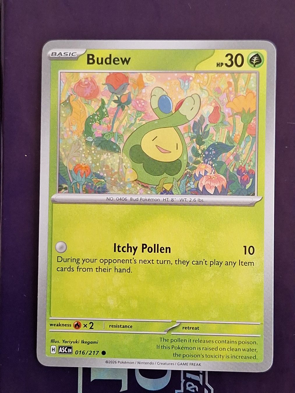 Pokémon Carte collezionabili: Budew - Pokemon Ascended Heroes – Usato da Altstätten SG venduto da GGsGameshop