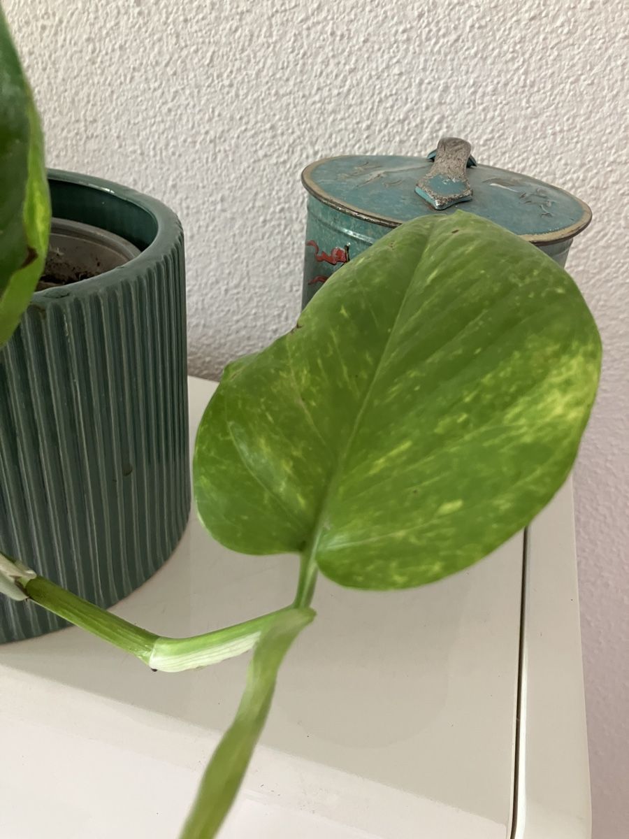 Plantes & graines: Efeutute ohne Topf – D'occasion à Biglen par Maci2005 2