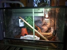 Terrarium, Topzustand