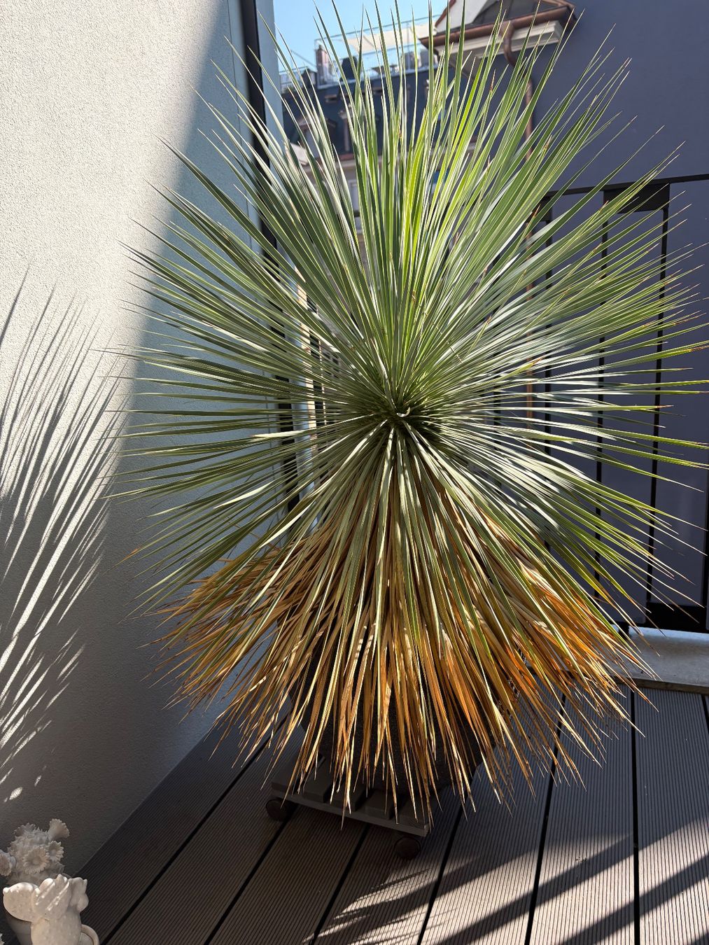 Plantes & graines: 2 grosse Yucca-Palmen im Topf – D'occasion à Zürich par Tatiana_74 2