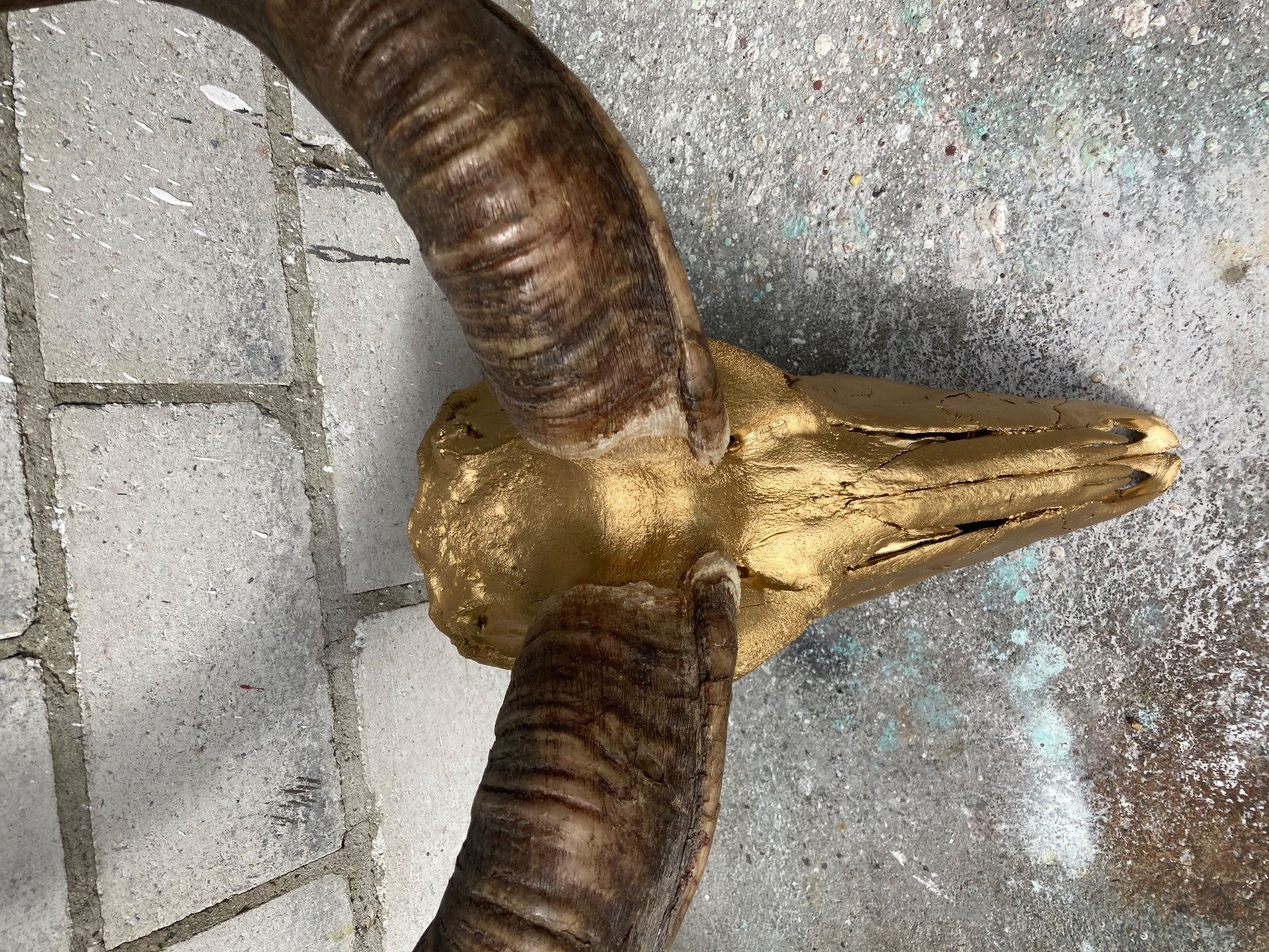 Welt der Tiere: Kudu Trophäe 3 – Gebraucht aus Grosswangen von arum01 6