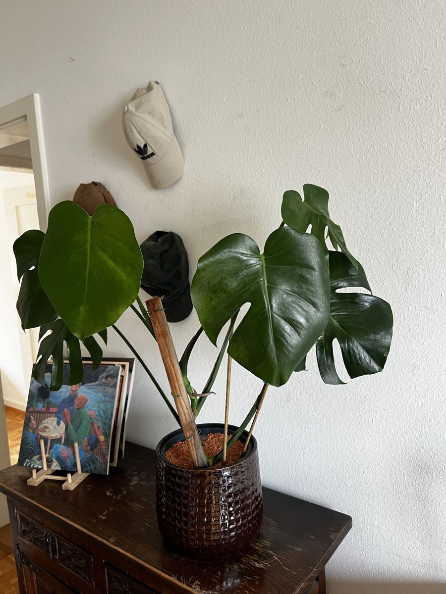 Piante & sementi: Schöne Monstera – Usato da Basel venduto da sar_2frb 1