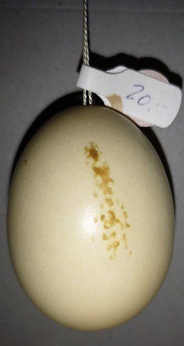 Statuette: Osterei geritzt (45) – Nuovo (secondo la descrizione) da Lutzenberg venduto da Truhe 1