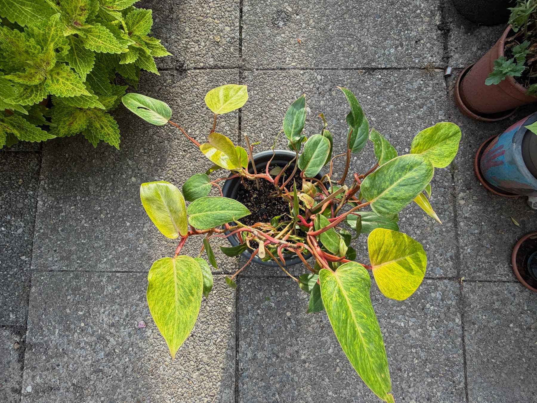 Pflanzen & Samen: Philodendron Painted Lady, mehrtriebig – Gebraucht aus Winterthur von Aniger 1
