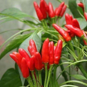 Pflanzen & Samen: 50 Samen ETNA Chili – Neu (gemäss Beschreibung) aus Ehrendingen von VerveinaSamen 4