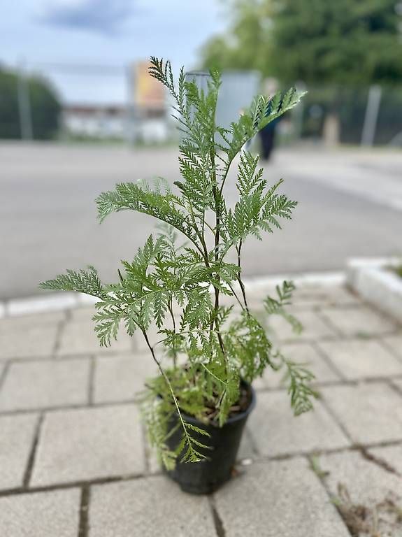 Pflanzen & Samen: Rainfarn  – Gebraucht aus Frauenfeld von Irene.Schuppli 1