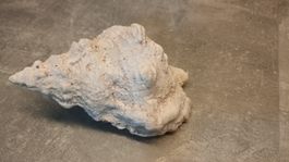 Grosse Muschel 27cm