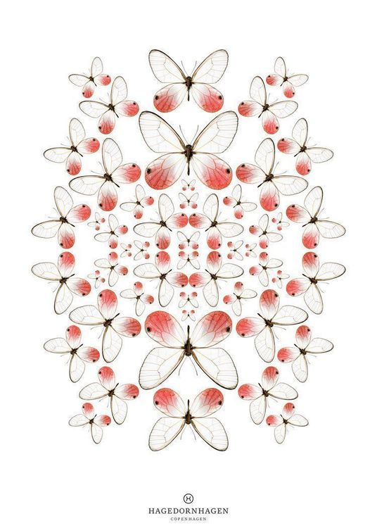 Poster & Bilder: Poster 'Kaleidoskop Butterfly rosé' 70 x 100 cm – Gebraucht aus Buttisholz von Simone_n