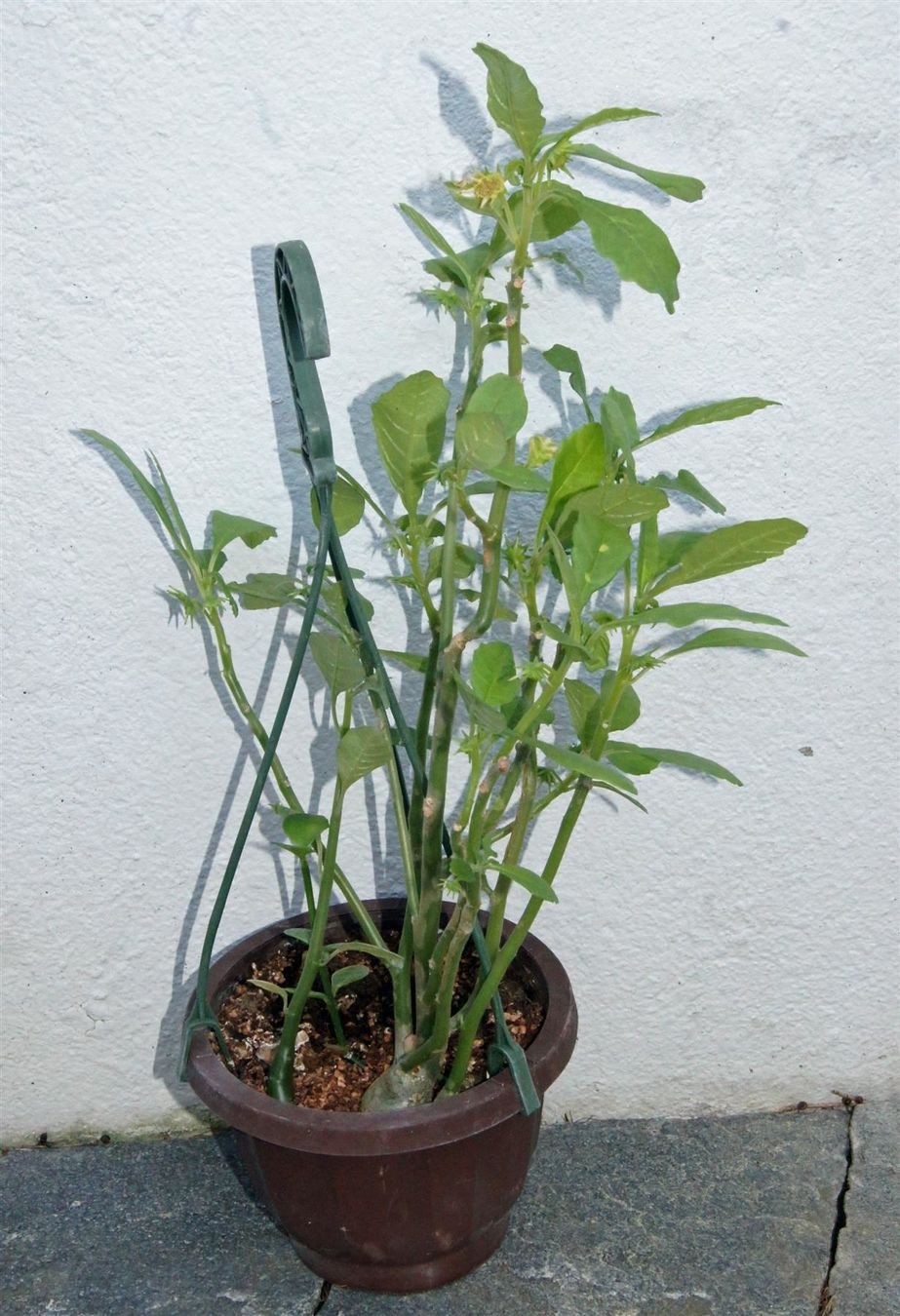 Piante & sementi: Sonnenpflanze Dorstenia carnulosa – Nuovo (secondo la descrizione) da Geroldswil venduto da botanicals