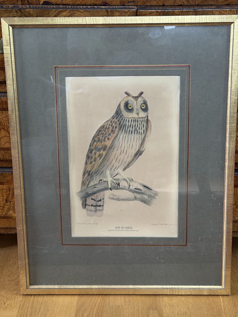 Grafiken & Lithographien: Originale Lithographie Eule! – Gebraucht aus Wettingen von Mat5430