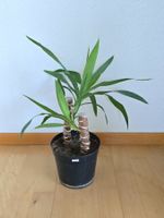2 Yucca Palme Setzlinge ca. 35 und 25 cm  (Nr. 3)